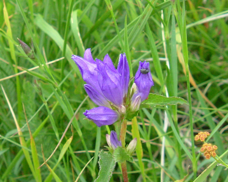 Campanula glomerata / Campanula agglomerata